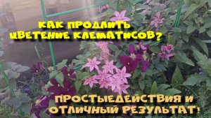 КАК ПРОДЛИТЬ ЦВЕТЕНИЕ КЛЕМАТИСОВ?