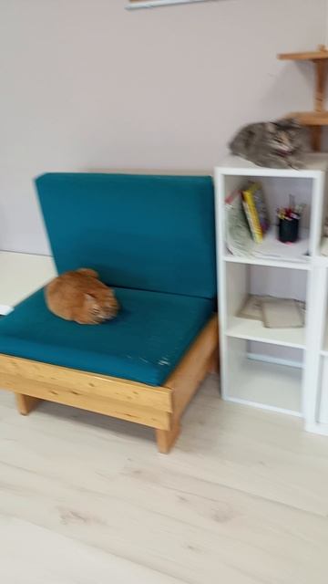 Котокафе МАО. Кострома. Июнь 2025