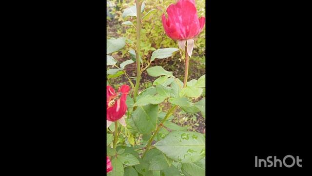 Пчëлка? Нет, оса! смотреть онлайн