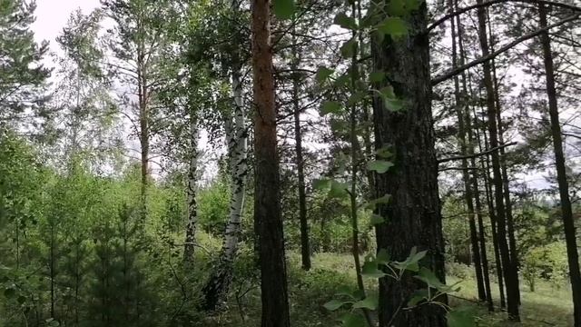 Песня про наш лес.