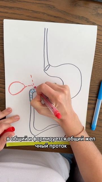 Проблемы с желчеоттоком – наглядная и понятная схема