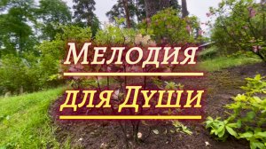 Мелодия для души, красивая инструментальная музыка. Прекрасные рододендроны