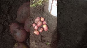 Картофель Апачи и вкусен и красив 🙂 2025 год.mp4