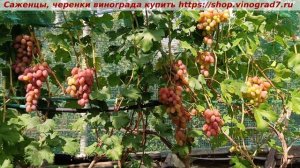 Виноград 03.08.25. Представляю новую супер-форму- Минор! Лучший мускат лета, крупноплодная и красная