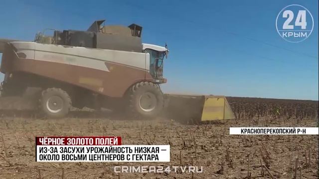 «Чёрное золото» крымских полей: повлияла ли засуха на урожай подсолнечника