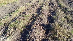 Картошка, урожай 2025г.