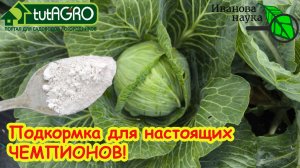 Убойная подкормка для капусты: +100 кг к урожаю! Невероятный результат подкормки капусты!