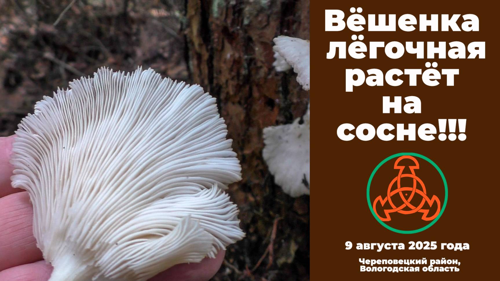 Вёшенка лёгочная растёт на сосне!!! Pleurotus pulmonarius. смотреть онлайн