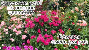 Запускаем розы и сад на второе цветение. Баковая смесь для роз