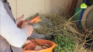 ДЕРЖИМ КРОЛИКОВ. Как составить правильный рацион питания для кроликов. Кормим кроликов правильно