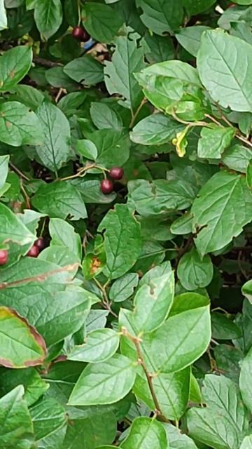 Феномен смотреть онлайн