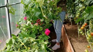 Навожу порядок в теплице. Убираю с грядки огуречные кусты 😊