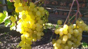 МЕДОВЫЙ - очень ранний мускат!!!