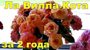 Роза Ла Вилла Кота в обзоре за два года.