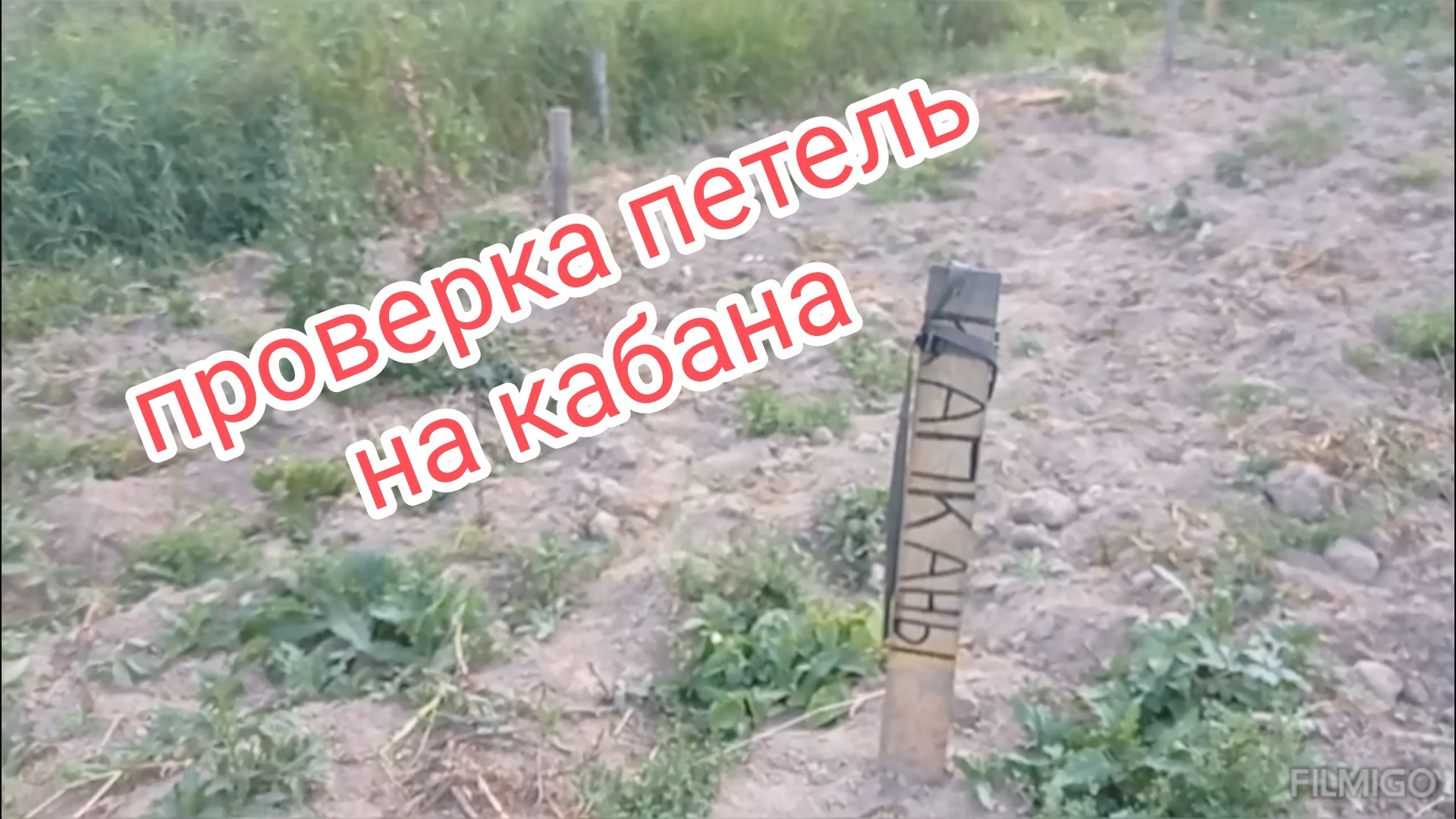 Проверяем петли на кабанов. смотреть онлайн