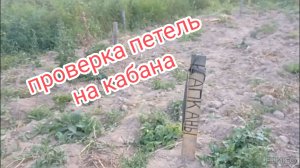 Проверяем петли на кабанов.