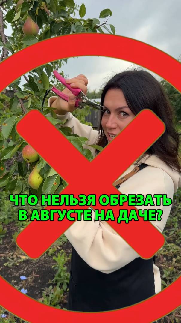 МЕТАОРГАНИКА