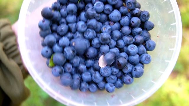 🍒Сбор ЧЕРНИКИ и ГОЛУБИКИ в лесу → Варенье БЕЗ САХАРА за 10 минут! Польза, рецепт, лайфхаки смотреть онлайн