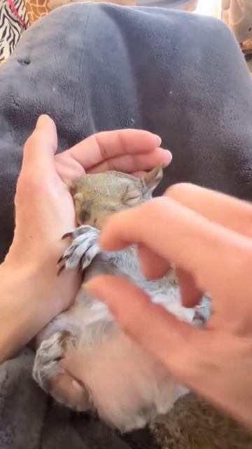 это самое милое создание на планете ♥️ им можно любоваться вечно