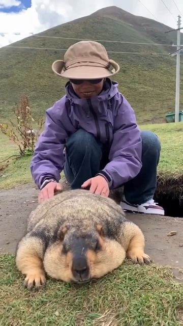 миленький пухляш