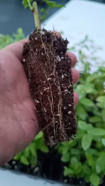 Черенки голубики, результат!!!