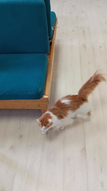 Котокафе МАО. Кострома. Июнь 2025