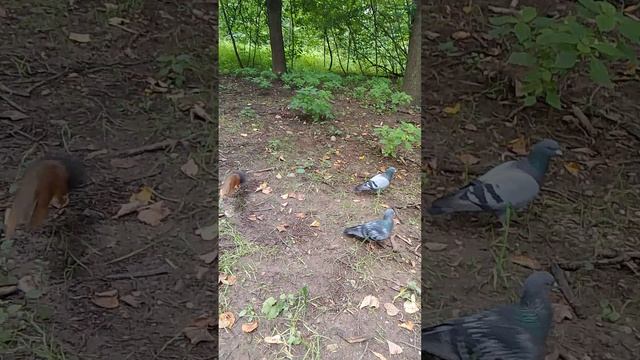 Белки 1 14.08.2025