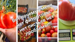 Вот почему у меня нет фитофторы, нет листьев нет проблемы!!!