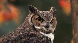 Ангел хранитель мамы. Интересная история про сову. Слушать рассказ.