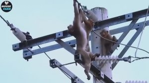 Трагично! 20 ужасающих моментов, когда животные пострадали от удара током