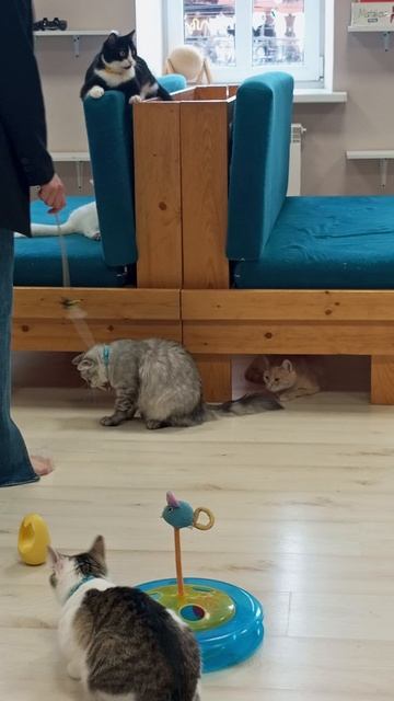 Котокафе МАО. Кострома. Июнь 2025