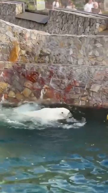 ⛈️KYRZA. განბარ.[GANBAR]Санкт-Петербурга