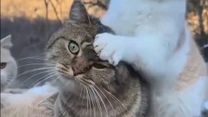 Смешные проделки котиков!
