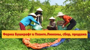 Ферма Бушкрафт в Пханге. Вьетнам. Лимоны, сбор, продажа