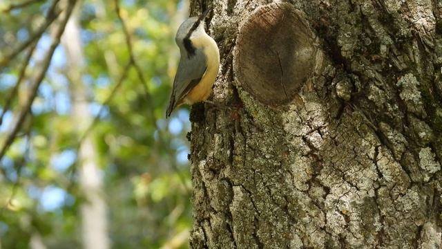 Поползень, наблюдение птиц в Великом Новгороде, 14 августа 2025 смотреть онлайн