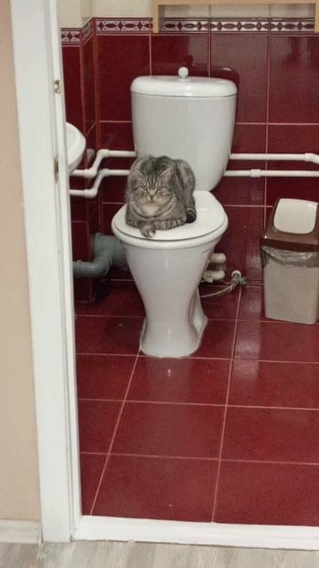 Котокафе МАО. Кострома. Июнь 2025