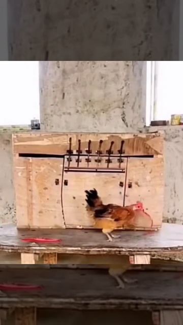 ТАРГИТАЙ СКИФ