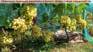 ❗️Виноград 3.08.25 КРАСАВЧИК с изумительным мускатом, крупногроздевой, ультраранний с янтарем ягод