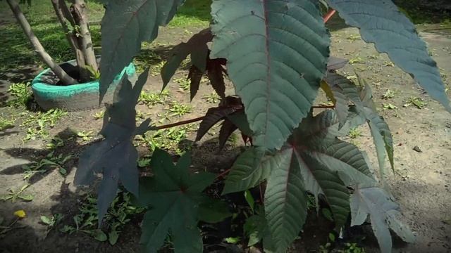 Мой любимый участок.