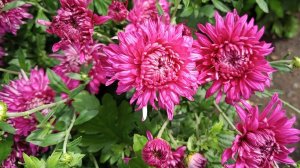 Обзор хризантемы в середине августа.
