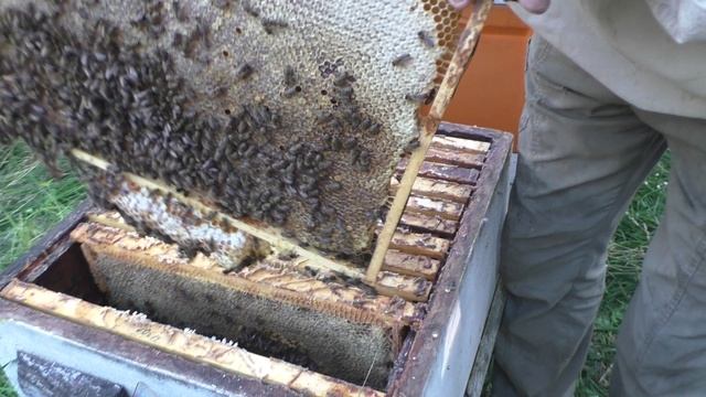 Пасека Владимира Жукова