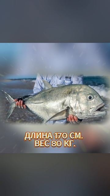 Животные Планеты