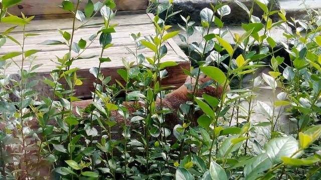 Московский зоопарк. Пума.