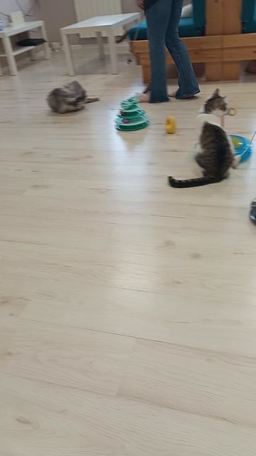 Котокафе МАО. Кострома. Июнь 2025