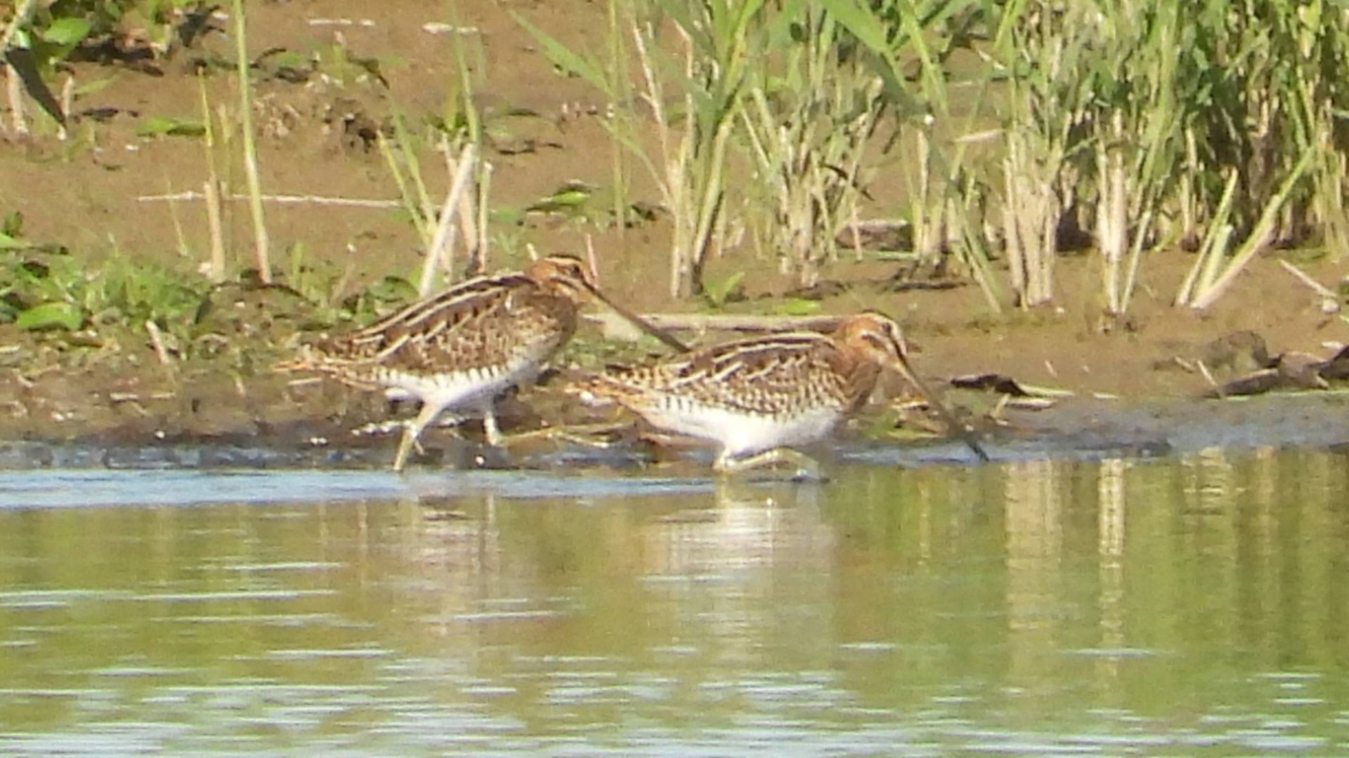 Бекас, наблюдение птиц в Новгородской области, Посёлок Заречный, 14 августа 2025 смотреть онлайн