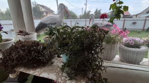 ПЕТУНИЯ СУРФИНИЯ ОЧЕНЬ ХОРОШО ДЕРЖИТ ФОРМУ.