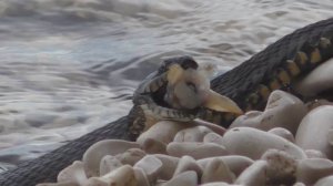 Тайная жизнь ползучих