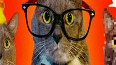 Котики Vs Нейросеть.ЕСЛИ БЫ КОТИКИ ХОДИЛИ В ШКОЛУ (kotynet)