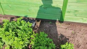 Грибы лисички ,муж дрова свозил .