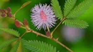 Размножаю Мимозу стыдливую черенками и изучаю ее особенности